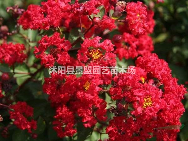 紫薇百日紅現(xiàn)在價(jià)位大概是什么？