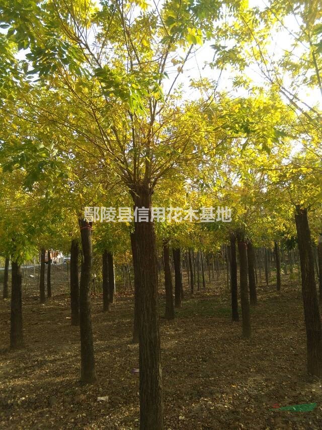 河南欒樹，黃山欒報價3公一20公，5一1600元