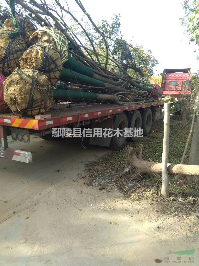 河南欒樹，黃山欒報價3公一20公，5一1600元