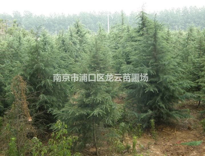 南京湯泉提供6米雪松價(jià)格 南京白云苗圃