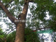 南京供應(yīng)叢生黃連木，40公分叢生黃連木低價供應(yīng)