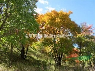 南京供應(yīng)叢生黃連木，40公分叢生黃連木低價供應(yīng)
