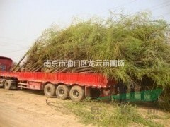 精品12公分-18公分南京地區(qū)垂柳產(chǎn)地