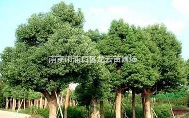南京供應(yīng)11公分 12公分香樟價(jià)格 南京產(chǎn)地