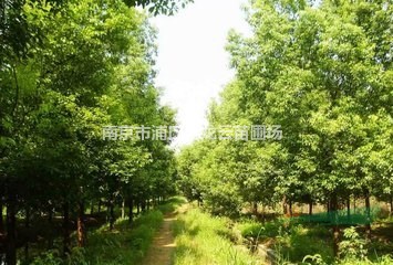 南京供應(yīng)11公分 12公分香樟價(jià)格 南京產(chǎn)地