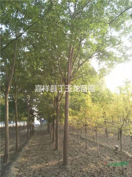 直銷10公分國槐樹 大量供應(yīng)國槐樹 國槐行道樹銷售