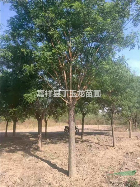 直銷10公分國槐樹 大量供應(yīng)國槐樹 國槐行道樹銷售