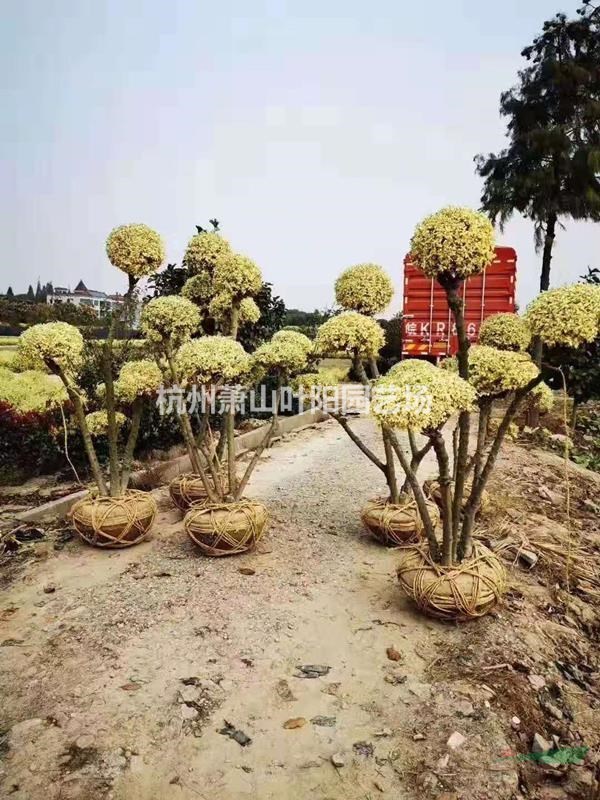 精品金姬小蠟球 柱子 造型樹