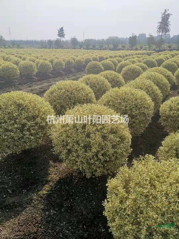 精品金姬小蠟球 柱子 造型樹