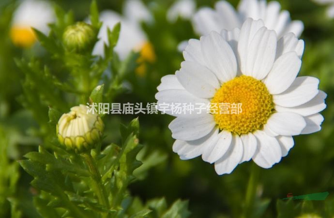 白晶菊種子四季種盆栽易種庭院盆栽