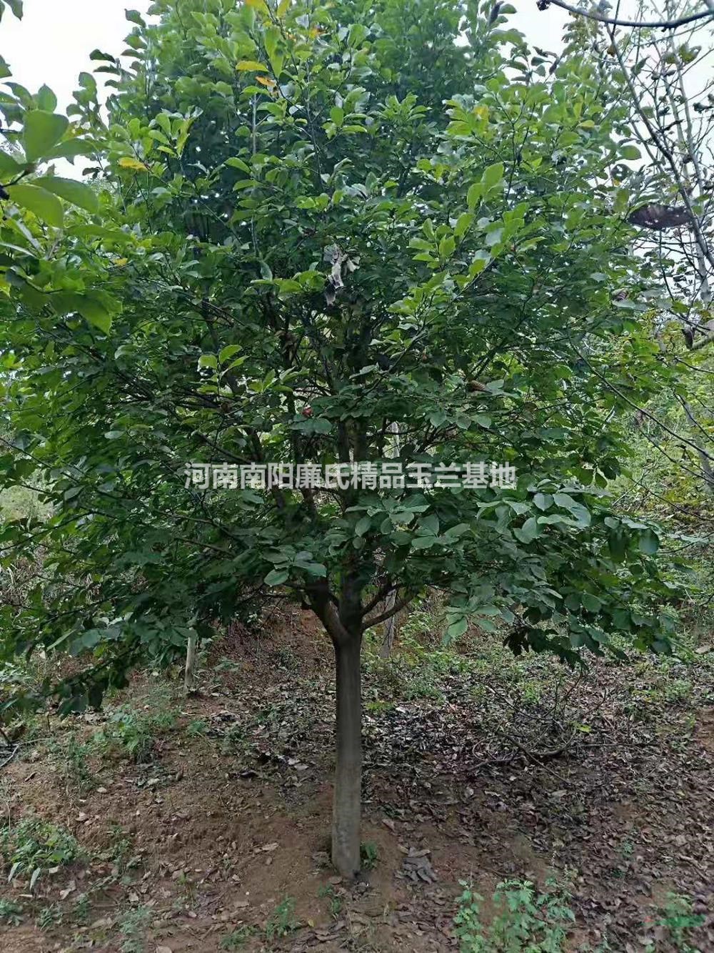 河南南陽(yáng)紅黃白玉蘭規(guī)格齊全