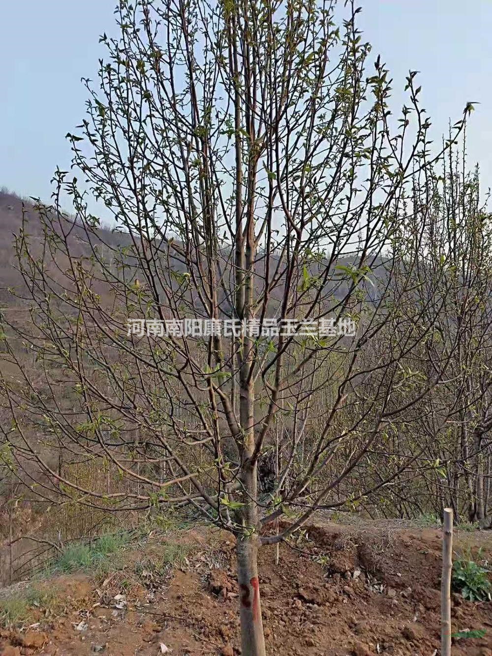 河南南陽(yáng)紅黃白玉蘭規(guī)格齊全