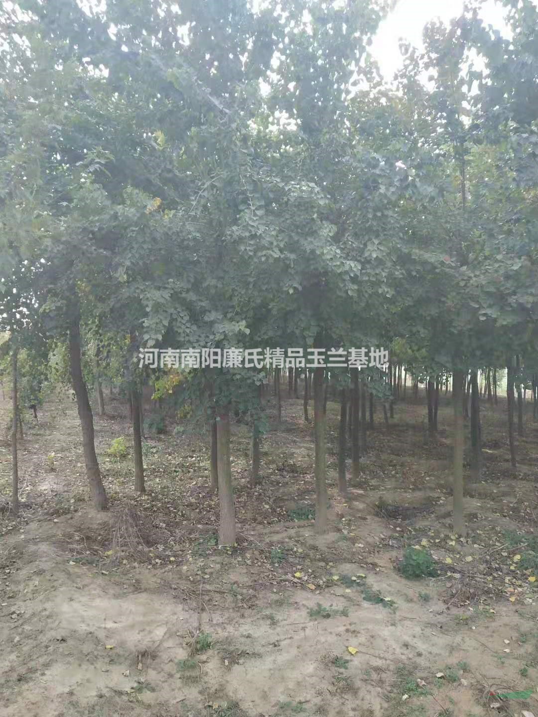 優(yōu)質(zhì)特價河南南陽烏桕產(chǎn)地直銷