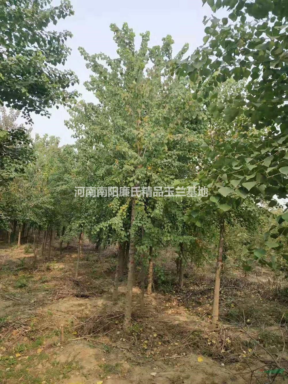 優(yōu)質(zhì)特價河南南陽烏桕產(chǎn)地直銷
