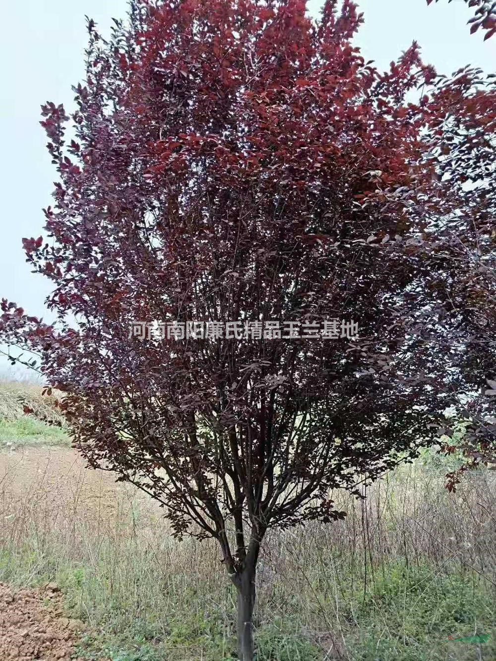 河南南陽紅葉李哪里好/哪家便宜