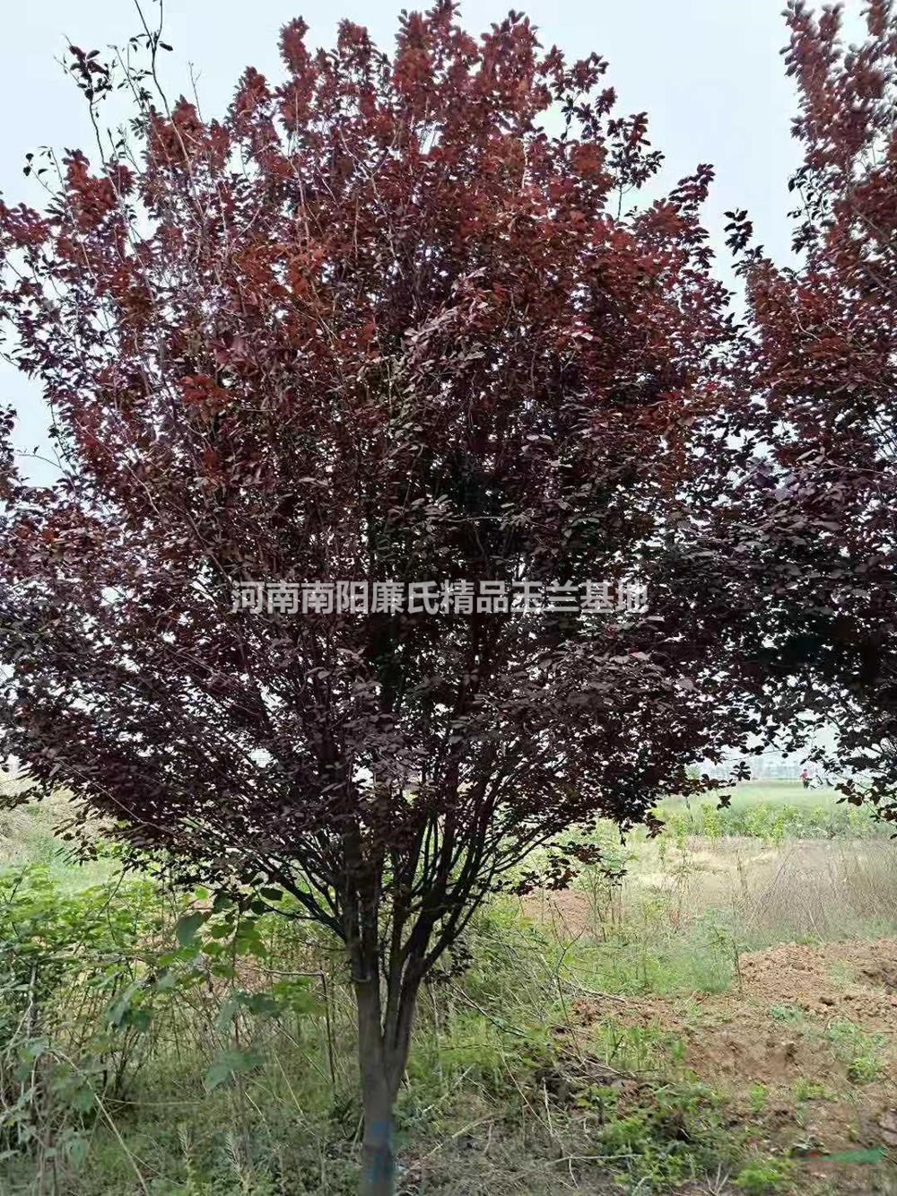 河南南陽紅葉李哪里好/哪家便宜