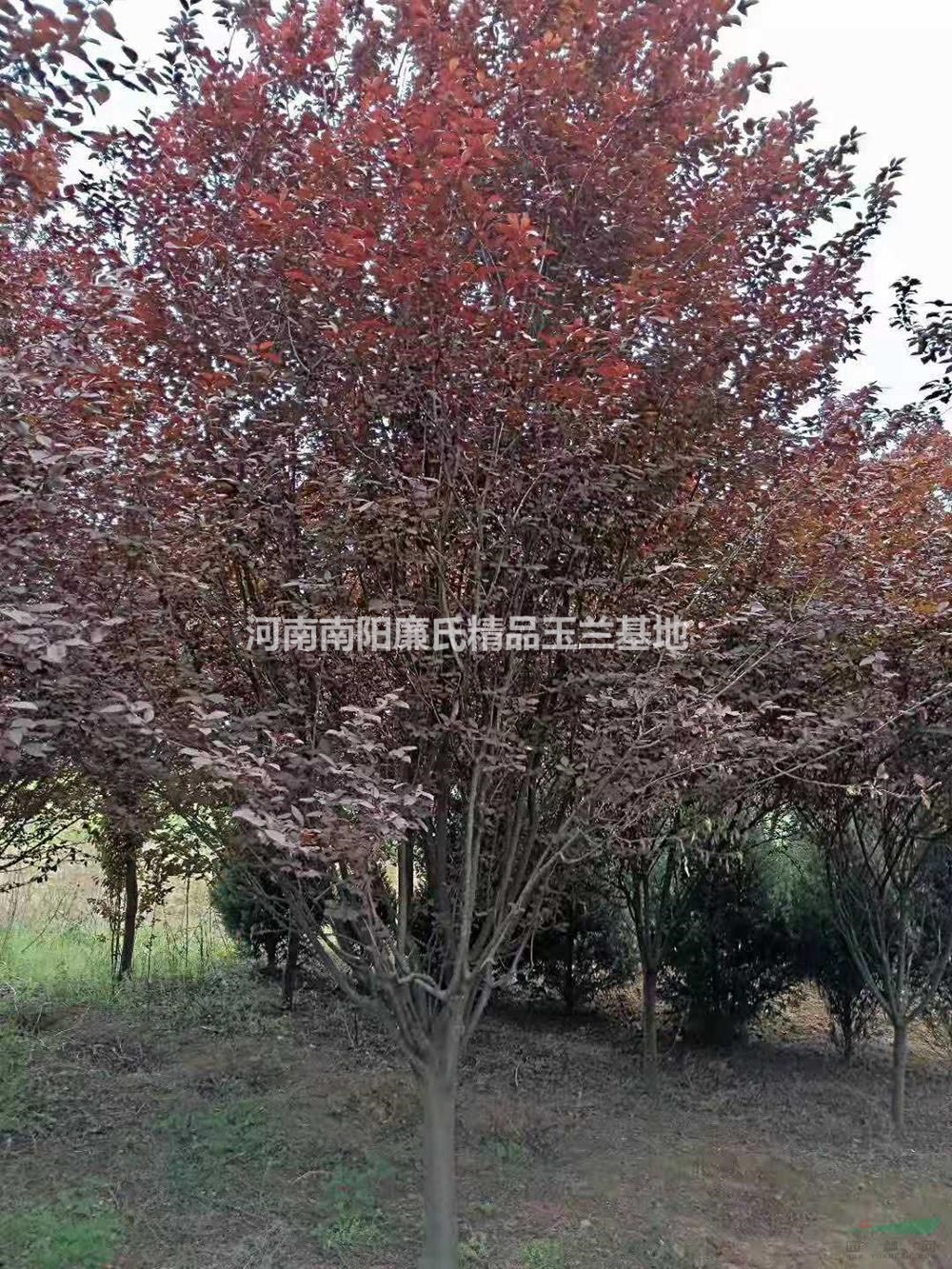 河南南陽紅葉李價格/報價/河南紅葉李圖片