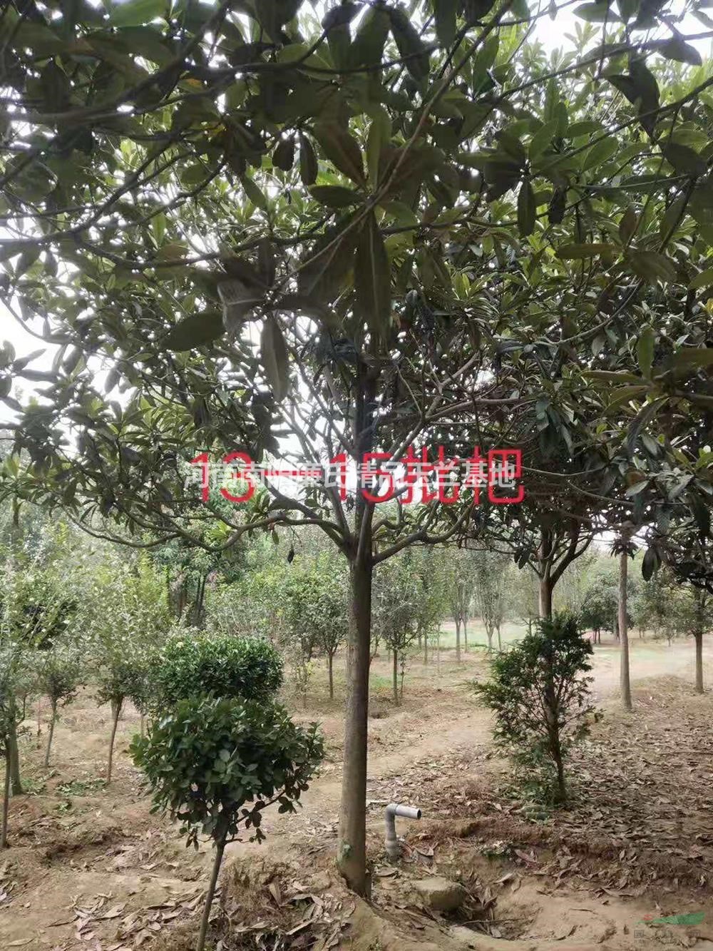 河南南陽13-15公分枇杷價(jià)格優(yōu)惠