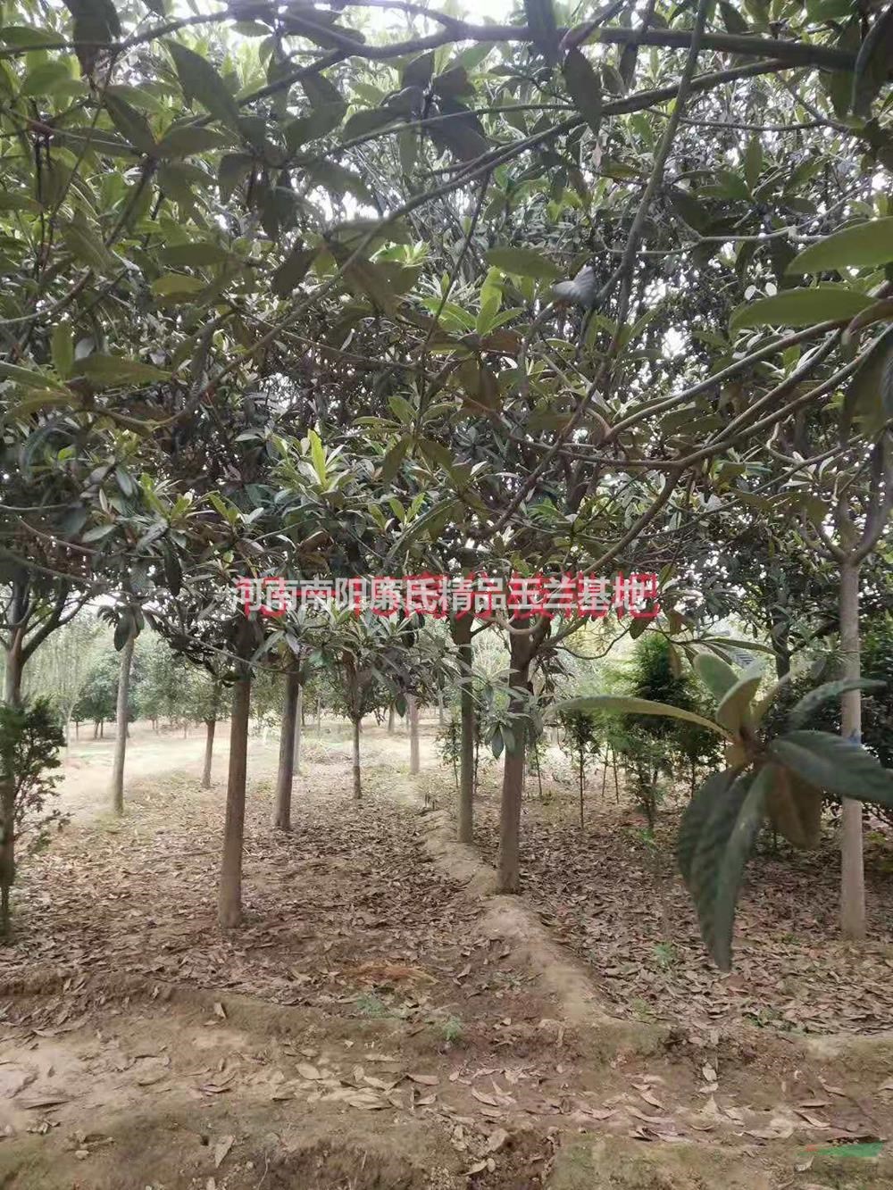 河南南陽13-15公分枇杷價(jià)格優(yōu)惠