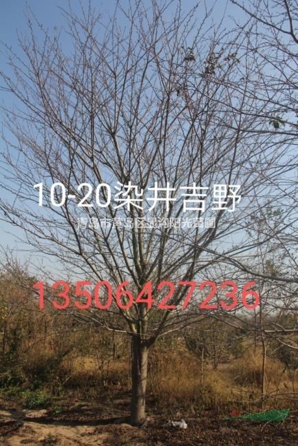 青島地區(qū)供應13公分早櫻13公分染井吉野