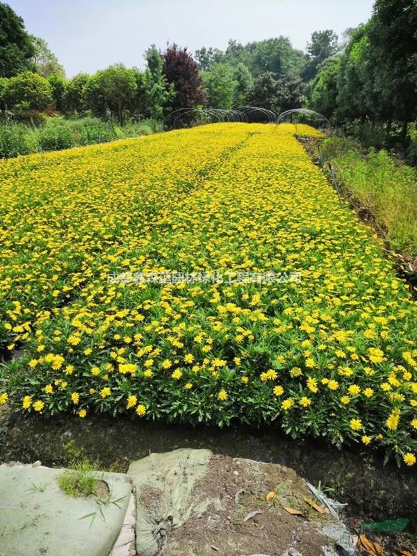 木春菊批發(fā)基地 大量出售杯苗木春菊高度20左右