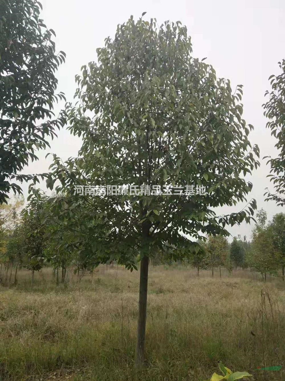 河南河南南陽高分支二喬玉蘭價格/報價