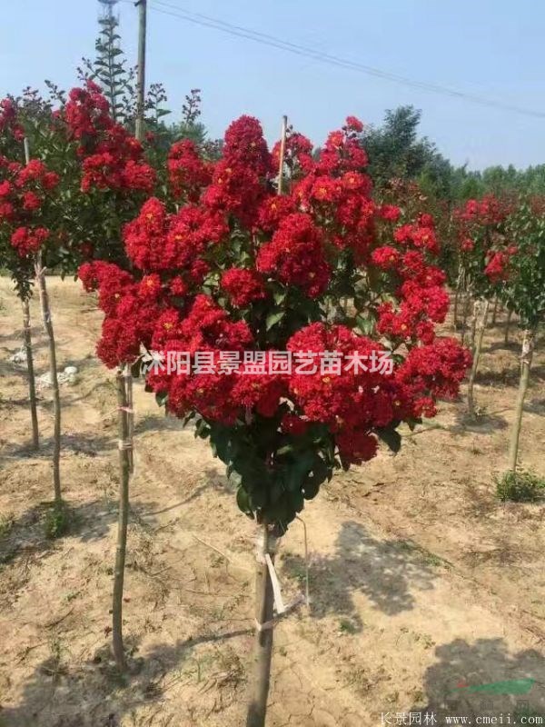批發(fā)地徑4-5公分的紫薇哪里可以購買得到？