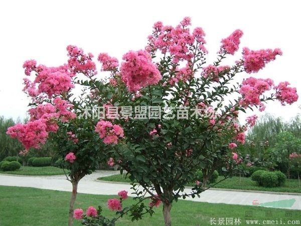 大花紫薇9公分的今年市場(chǎng)價(jià)在什么位置？
