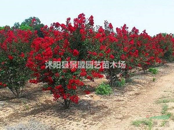中國(guó)現(xiàn)在的紫薇樹(shù)市場(chǎng)價(jià)為多少錢(qián)一棵？