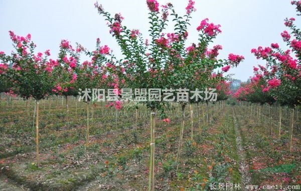 中國(guó)現(xiàn)在的紫薇樹(shù)市場(chǎng)價(jià)為多少錢(qián)一棵？