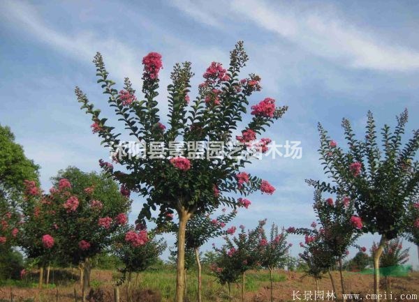 10公分紫薇工程苗什么價(jià)格？
