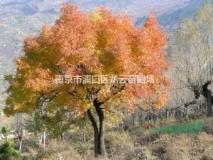 南京供應(yīng)叢生黃連木價(jià)格 50公分40公分黃連木價(jià)格