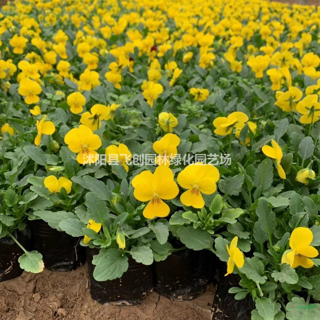 角堇花 冬季耐寒觀賞花卉 基地直銷 量大價優(yōu)