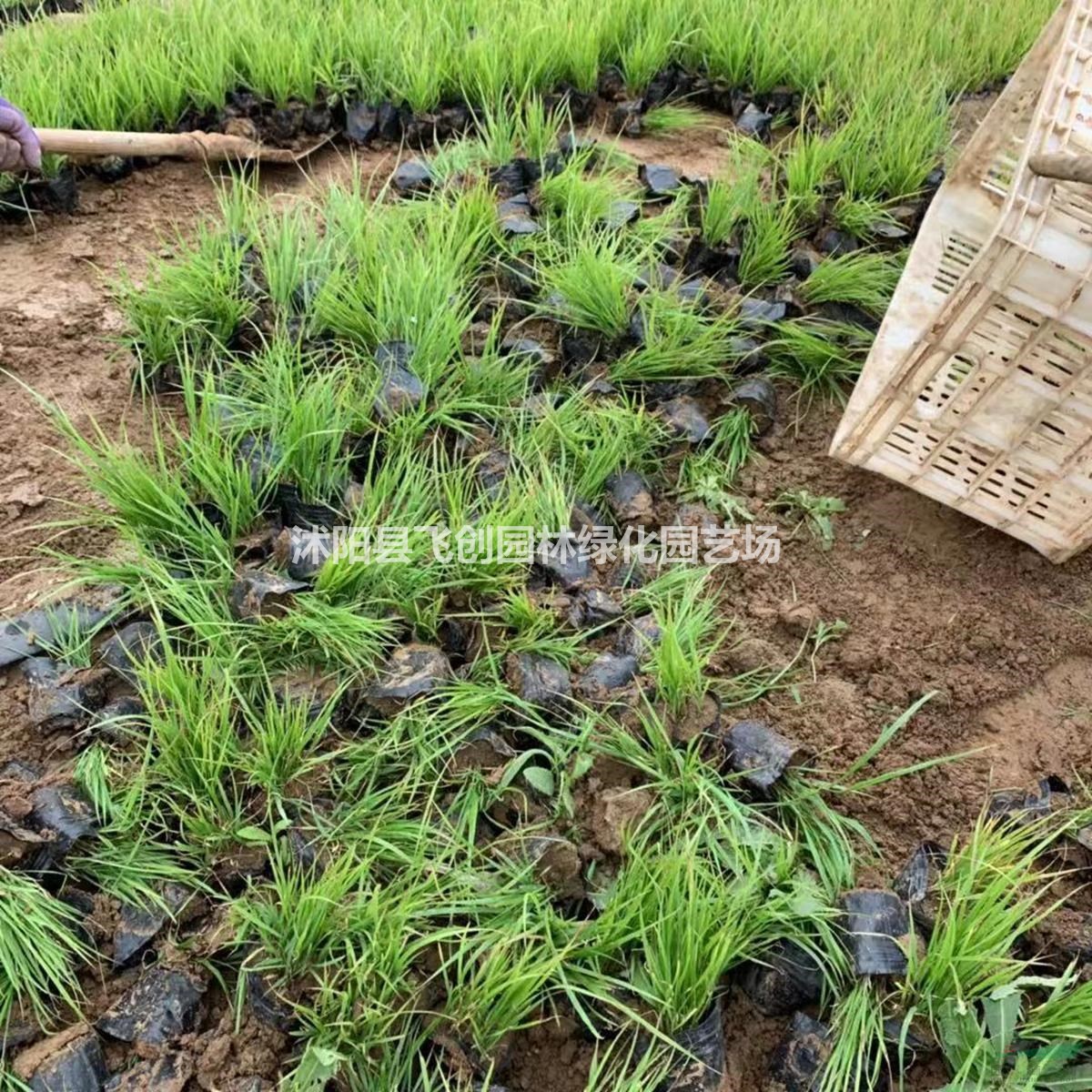 狼尾草 基地直銷(xiāo) 量大價(jià)優(yōu)
