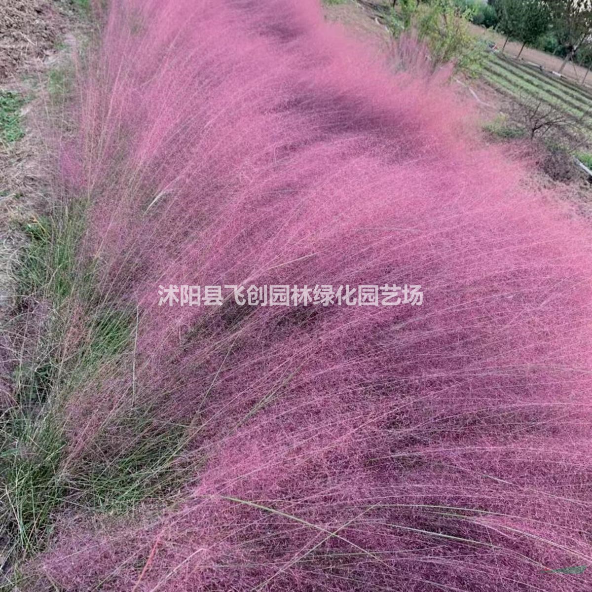 粉黛亂子草 基地直銷 量大價優(yōu)