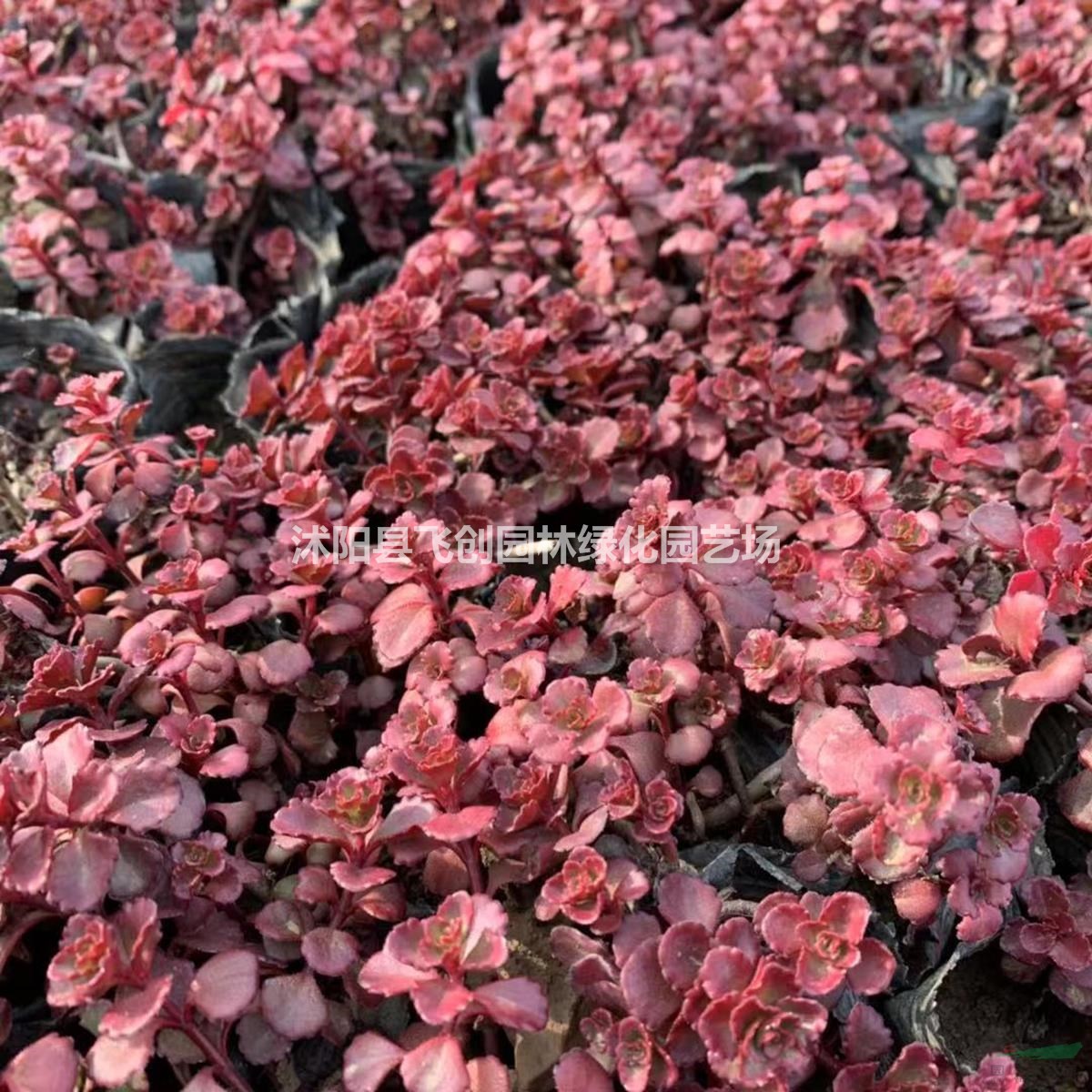 紅景天 基地直銷 量大價優(yōu)