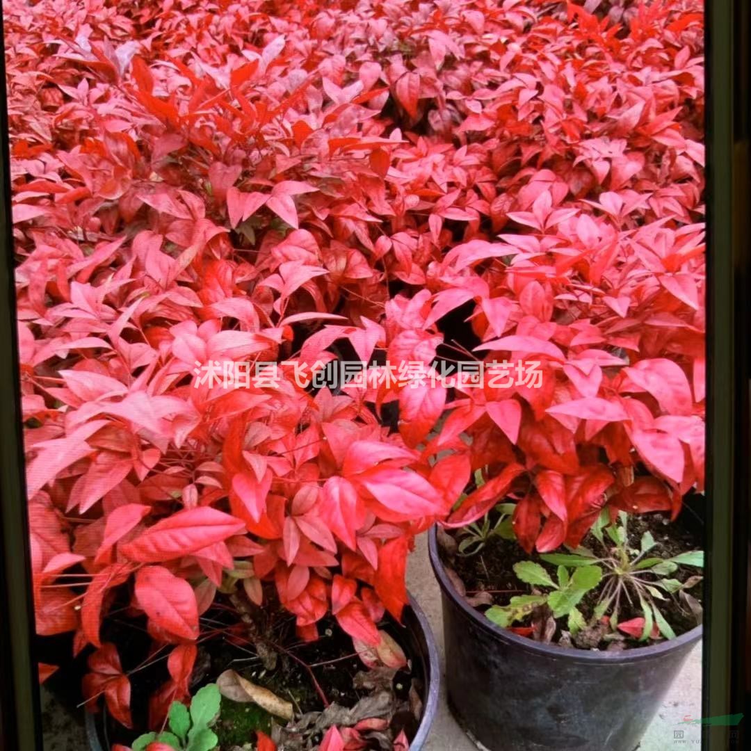 火焰南天竹 基地直銷 量大價優(yōu)