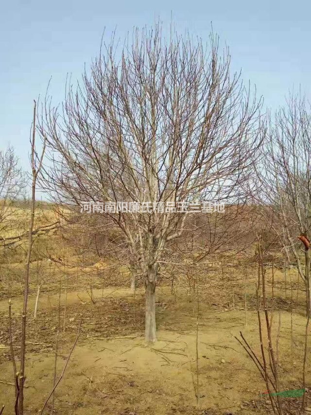 精品玉蘭