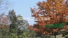 20公分楓香精品苗價(jià)格 南京楓香產(chǎn)地