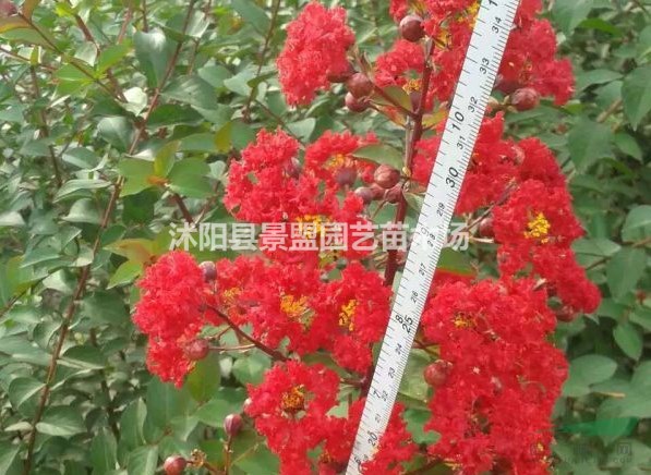 8公分紫薇樹(shù)報(bào)價(jià)哪里比較低？