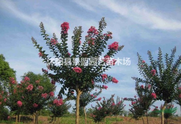 8公分紫薇樹(shù)報(bào)價(jià)哪里比較低？