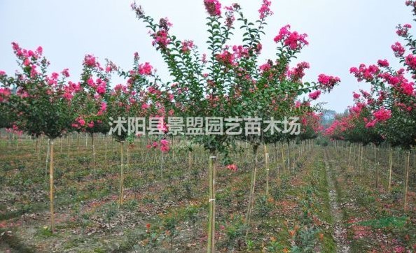 4公分紅火箭紫薇哪里價格相對較低？