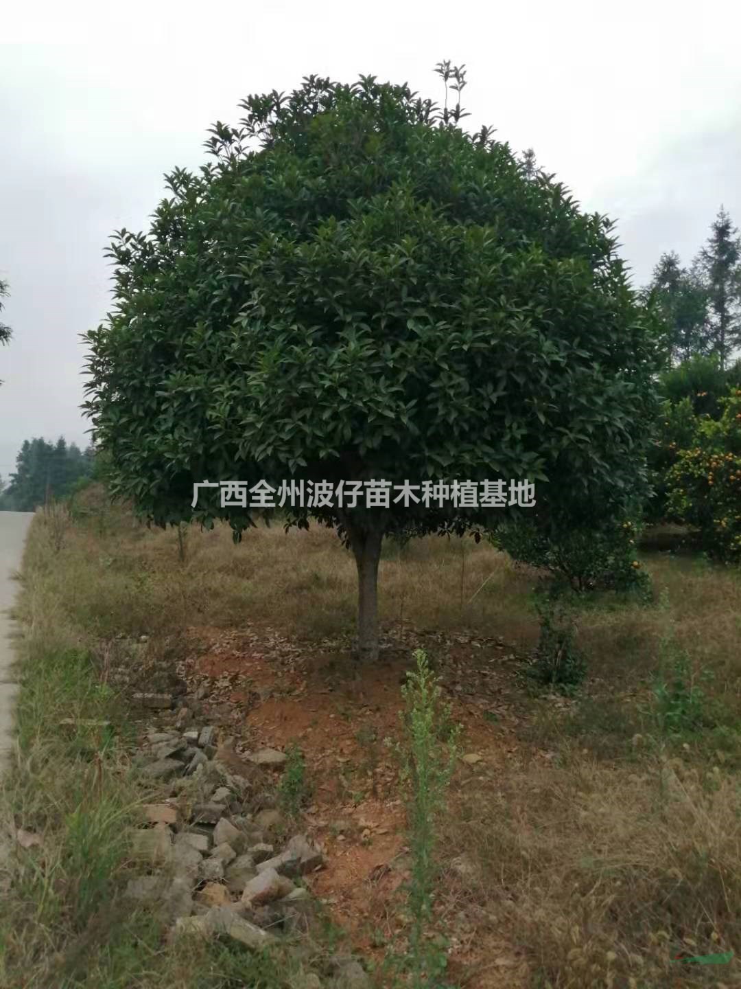 大小規(guī)格廣西桂花 可供全國桂花 可供廣東桂花 桂花樹價(jià)格基地