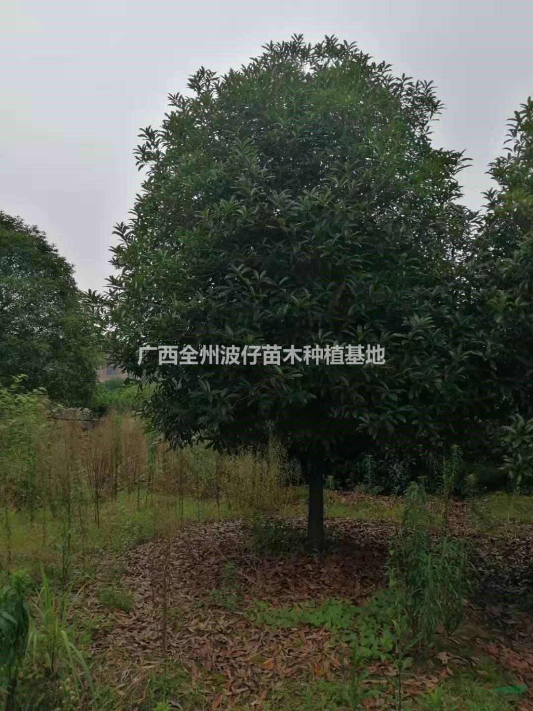 大小規(guī)格廣西桂花 可供全國桂花 可供廣東桂花 桂花樹價(jià)格基地