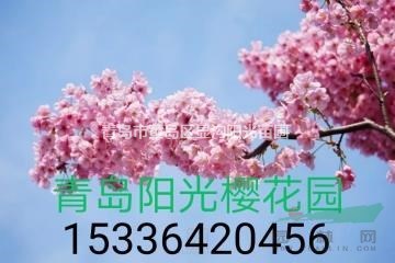 7-9公分陽光櫻