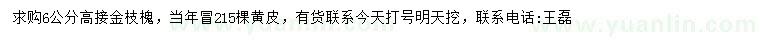 求購6公分高接金枝槐