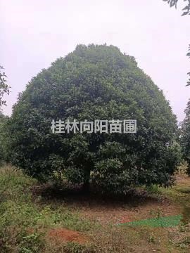 25公分桂花
