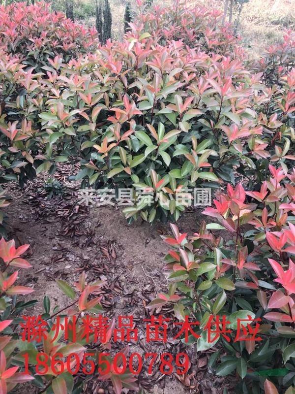滁州地區(qū)供應(yīng)各種規(guī)格紅葉石楠