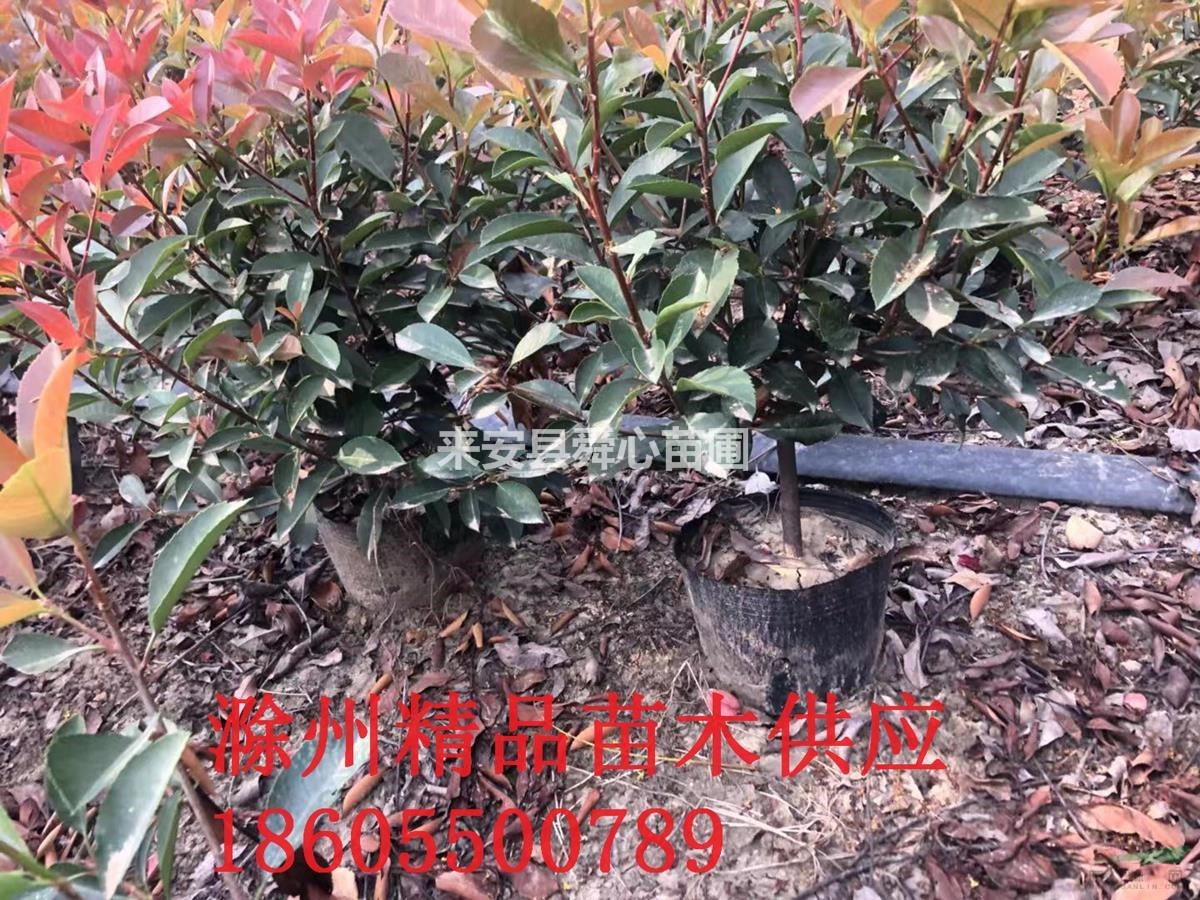 滁州地區(qū)供應(yīng)各種規(guī)格紅葉石楠