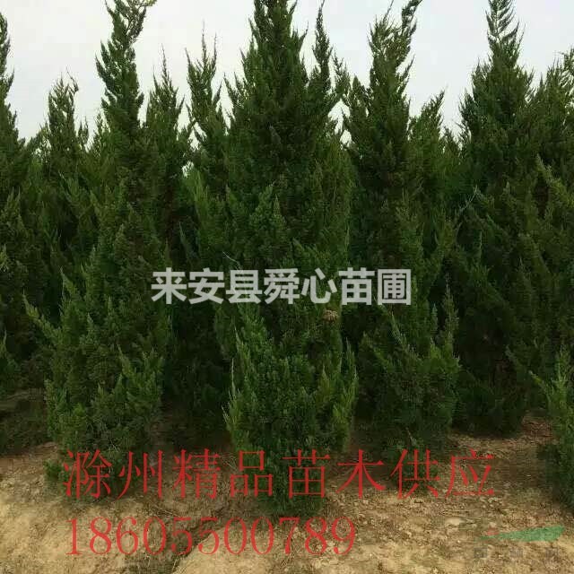 滁州地區(qū)大量供應龍柏